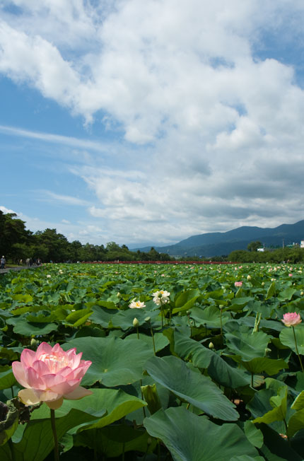 上越市高田公園の蓮状況