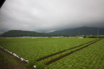 高原らしい、レタス畑が続きます