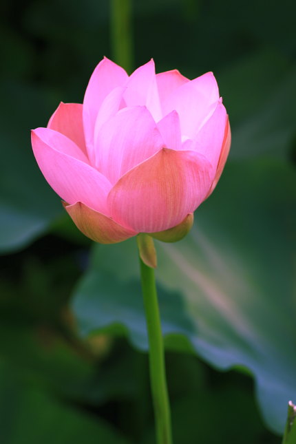 小粒なハスの花達