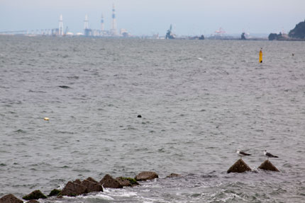 カモメと海と工場