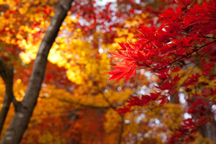 赤く染まった紅葉