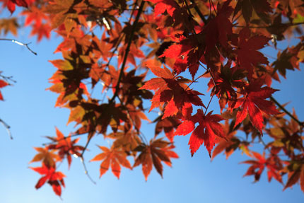 青空に赤い紅葉