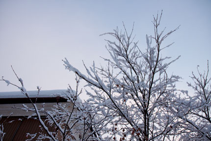 枝に乗る雪