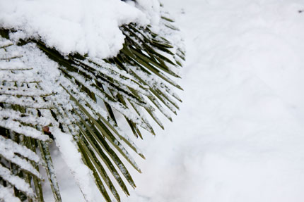 雪化粧始まる