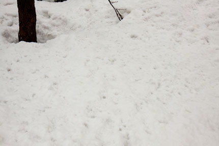 サクラと消えかけの雪