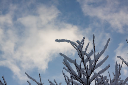 空と雪の猫じゃらし？