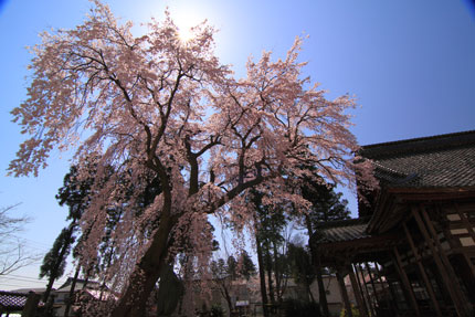 光り輝く枝垂れ桜