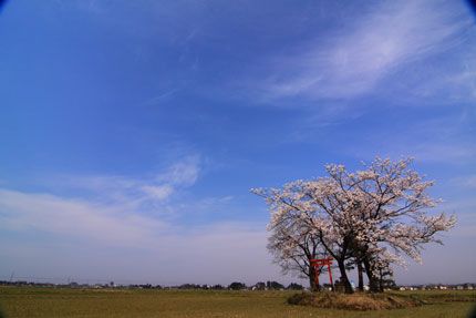 田の中にポツンと