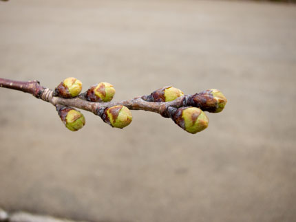 サクラの花は、まだ蕾状態