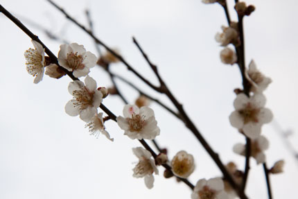 梅の花