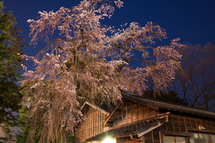 榊神社の枝垂れ桜