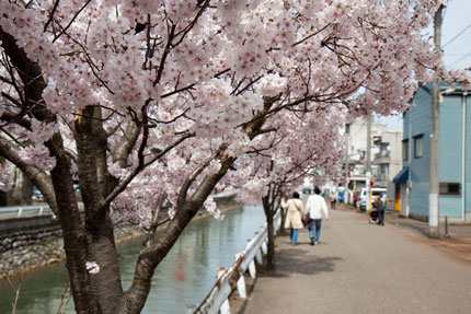 儀明川沿いの小彼岸桜