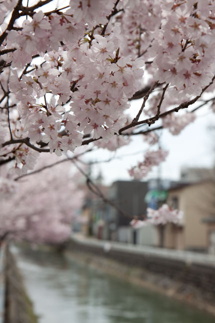 こじんまり可愛らしい桜