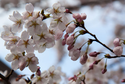 サクラの花も寂しそう