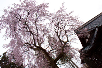 日朝寺の枝垂れ桜