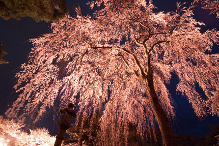 忠霊党前の枝垂れ桜