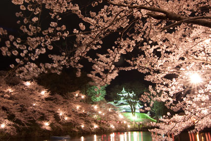 高田城と夜桜