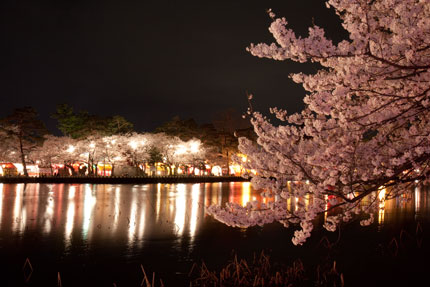 夜店の明かりの照らされる夜桜