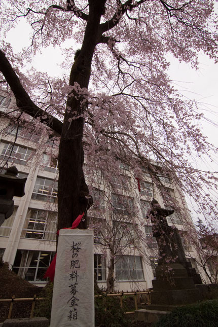 日朝寺の枝垂れ桜