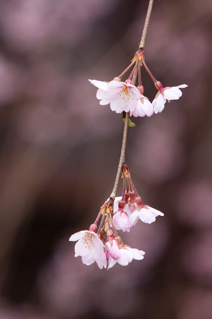 サクラの花びら