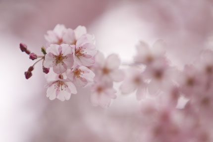 下から見上げた枝垂れ桜