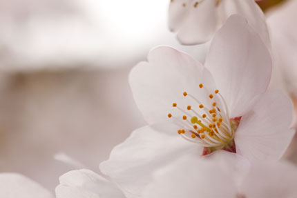 桜の花も悲しげに見える