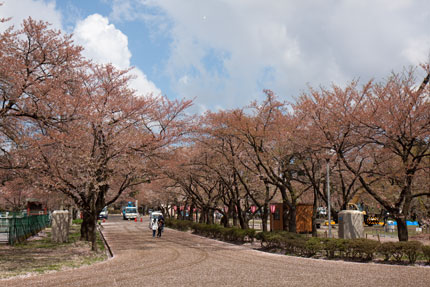 風に舞う花びらは、ほとんど無くなってしまった