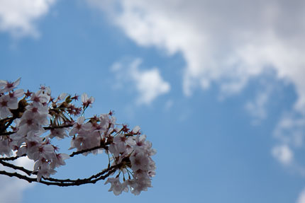 わずかに残った桜の花