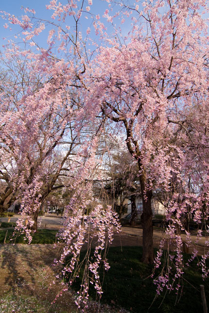 紅枝垂れ桜