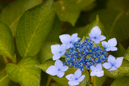 ガク紫陽花