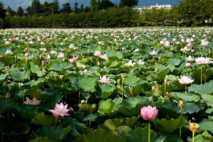 沢山のハスが花開いています