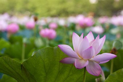 はすの花を見るのは、朝に限ります