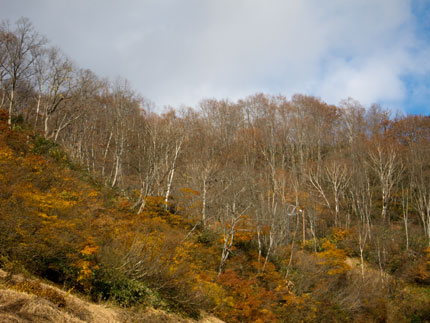 妙高の紅葉