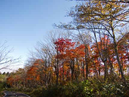 紅葉が遅かったのか？