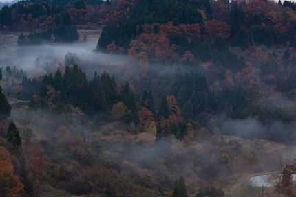 暗い色の紅葉