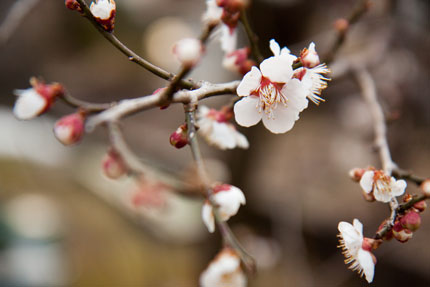 咲いている梅の花