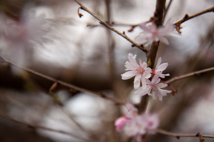 十月桜