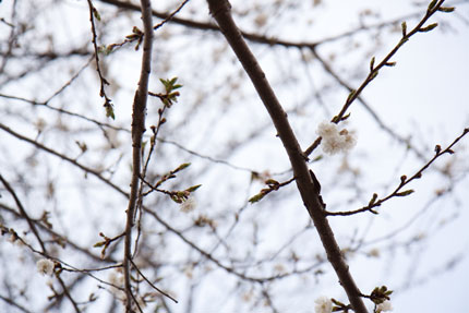 桜