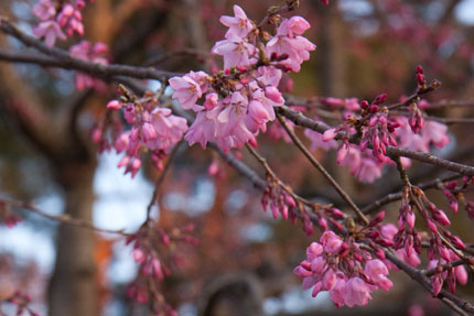 紅枝垂れ桜