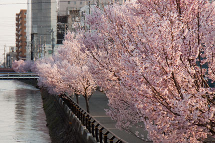 儀明川沿いの小彼岸桜が満開