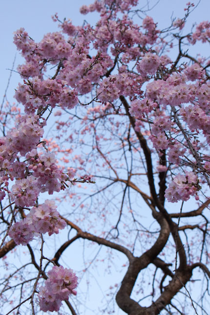 枝垂れ桜