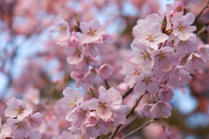 高遠小彼岸桜