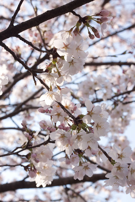 弊社の横にある桜