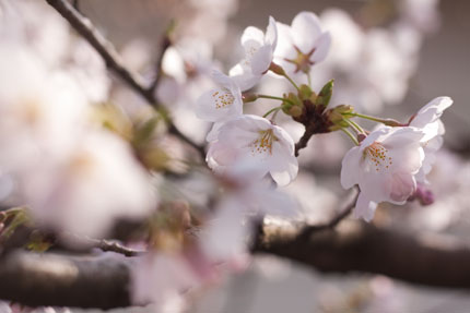 ほのかなピンク色の花びら