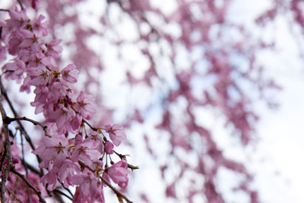 紅枝垂れ桜