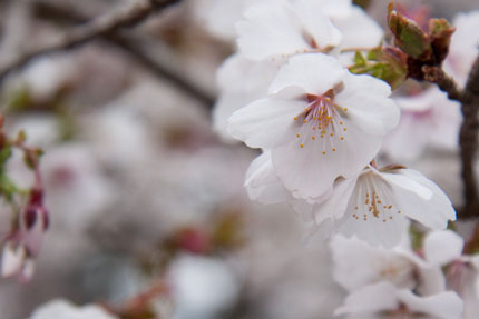 冬桜