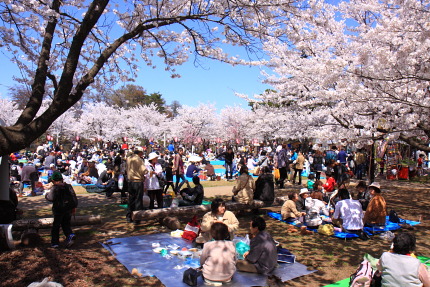 花見宴会