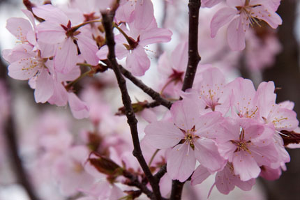 大山桜<br />
