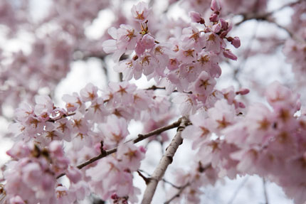 忠霊塔前の枝垂れ桜