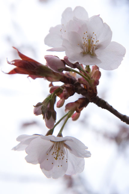 城山桜